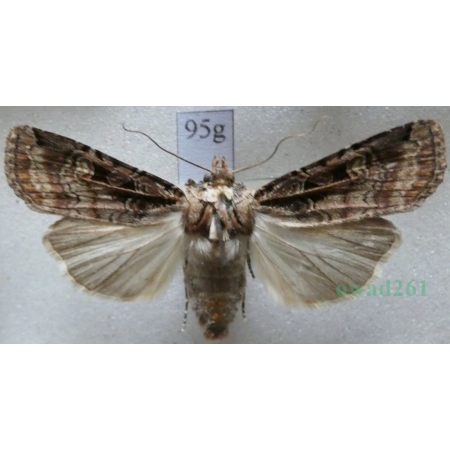 Opigena polygona (Denis & Schiffermüller, 1775) Czech95g